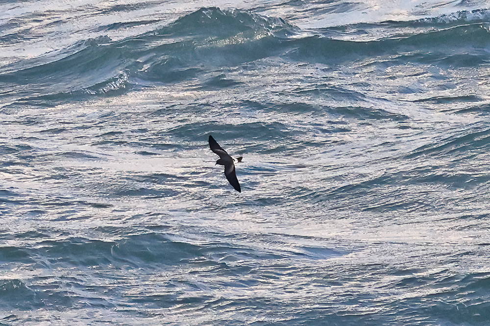 Leach's petrel